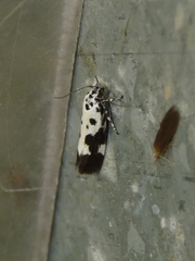 Ethmia quadrillella