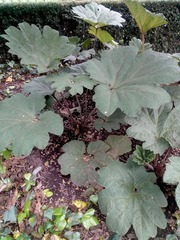 Gunnera morae