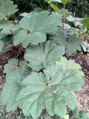 Gunnera morae