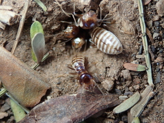 Hodotermes mossambicus
