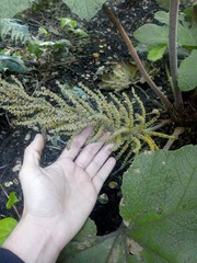 Gunnera morae
