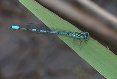 Coenagrion lanceolatum