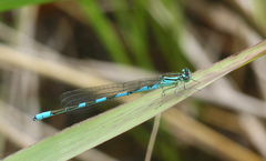 Coenagrion lanceolatum