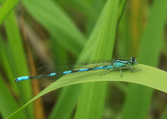 Coenagrion lanceolatum