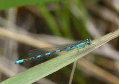 Coenagrion lanceolatum