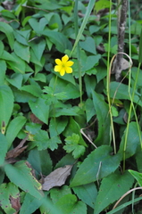 Anemonastrum richardsonii