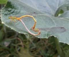 Ceriagrion coromandelianum