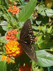 Papilio menatius