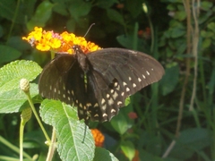 Papilio menatius