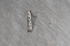 Ethmia terminella