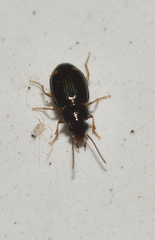 Elaphropus lucasii