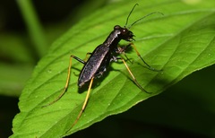 Odontocheila cayennensis