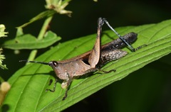 Xiphiola cyanoptera