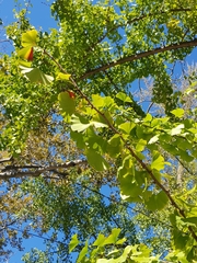 Ginkgo