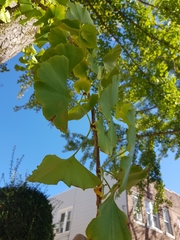 Ginkgo