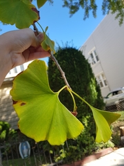 Ginkgo
