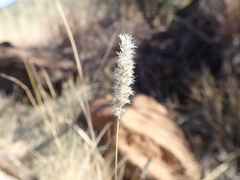 Enneapogon scoparius