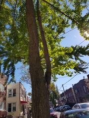 Ginkgo