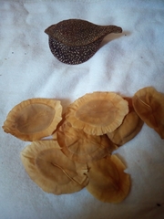 Aspidosperma