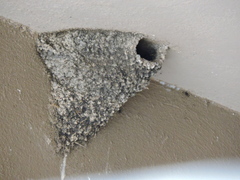 Petrochelidon fulva