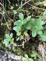 Rhododendron hirsutum