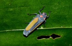 Sphaeropogonia aureatula