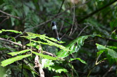 Psolodesmus mandarinus mandarinus