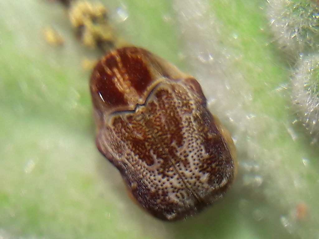 Chlamisus discipennis