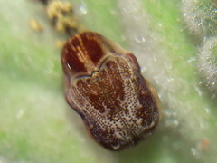 Chlamisus discipennis