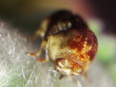 Chlamisus discipennis