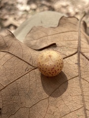 Atrusca quercuscentricola