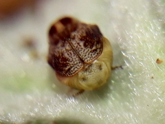 Chlamisus discipennis