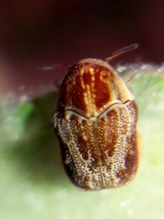 Chlamisus discipennis