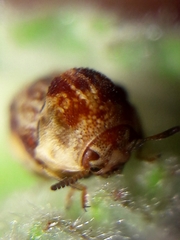 Chlamisus discipennis