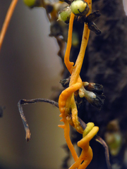 Cuscuta rostrata