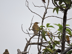 Turdus grayi