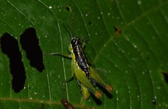 Liebermannacris dorsualis