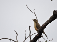 Turdus grayi