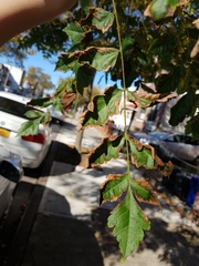 Koelreuteria paniculata