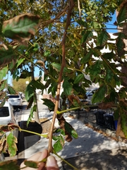 Koelreuteria paniculata