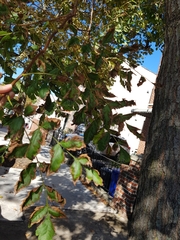 Koelreuteria paniculata