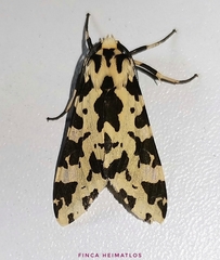 Eucereon consorta