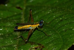 Eumastax