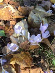 Crocus kotschyanus