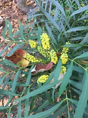 Berberis eurybracteata