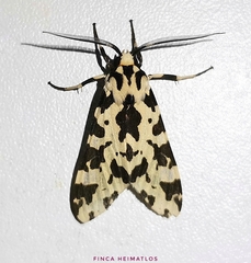 Eucereon consorta