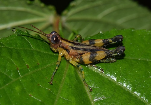 Schistura balachowskyi