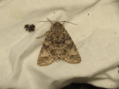 Acronicta megacephala