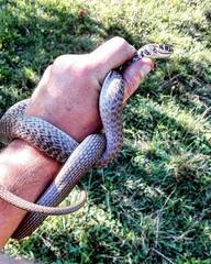 Hierophis viridiflavus carbonarius