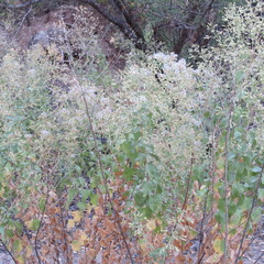 Brickellia floribunda